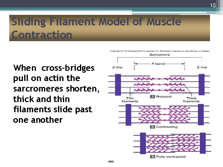 15 Sliding Filament Model of Muscle Contraction When cross-bridges pull on actin the sarcromeres