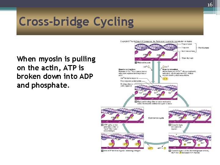 16 Cross-bridge Cycling When myosin is pulling on the actin, ATP is broken down