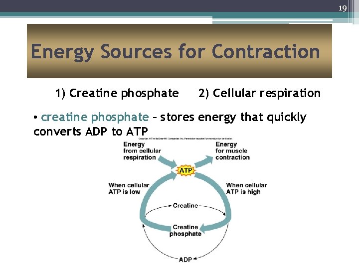 19 Energy Sources for Contraction 1) Creatine phosphate 2) Cellular respiration • creatine phosphate