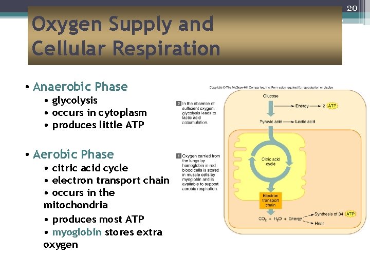 Oxygen Supply and Cellular Respiration • Anaerobic Phase • glycolysis • occurs in cytoplasm