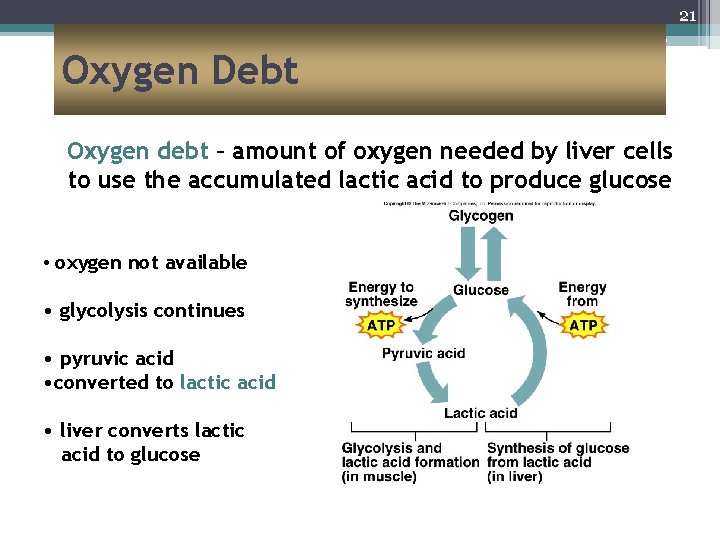 21 Oxygen Debt Oxygen debt – amount of oxygen needed by liver cells to