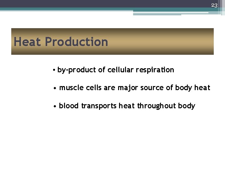 23 Heat Production • by-product of cellular respiration • muscle cells are major source