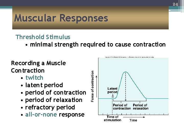 24 Muscular Responses Threshold Stimulus • minimal strength required to cause contraction Recording a