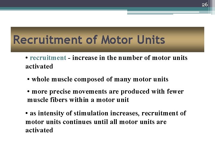 26 Recruitment of Motor Units • recruitment - increase in the number of motor