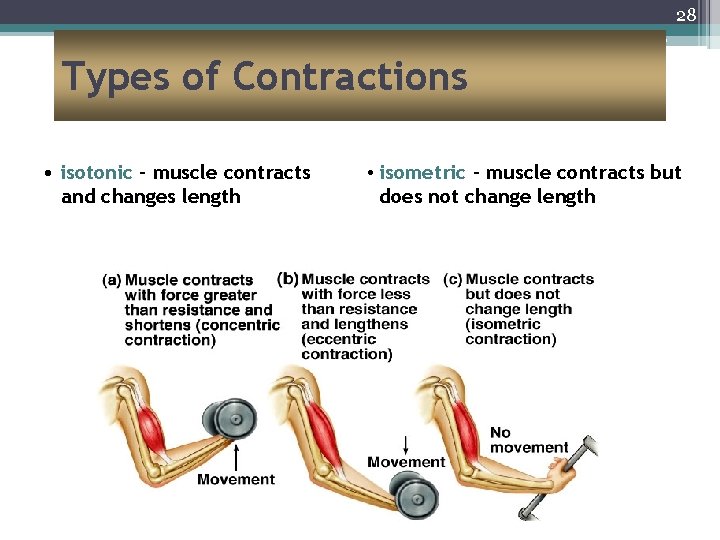 28 Types of Contractions • isotonic – muscle contracts and changes length • isometric