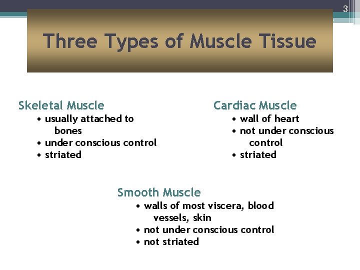 3 Three Types of Muscle Tissue Skeletal Muscle Cardiac Muscle • usually attached to