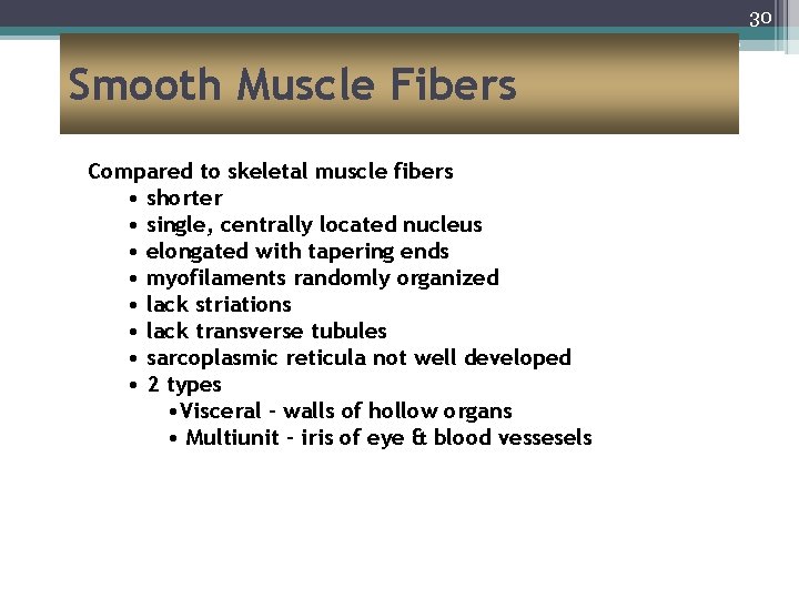 30 Smooth Muscle Fibers Compared to skeletal muscle fibers • shorter • single, centrally