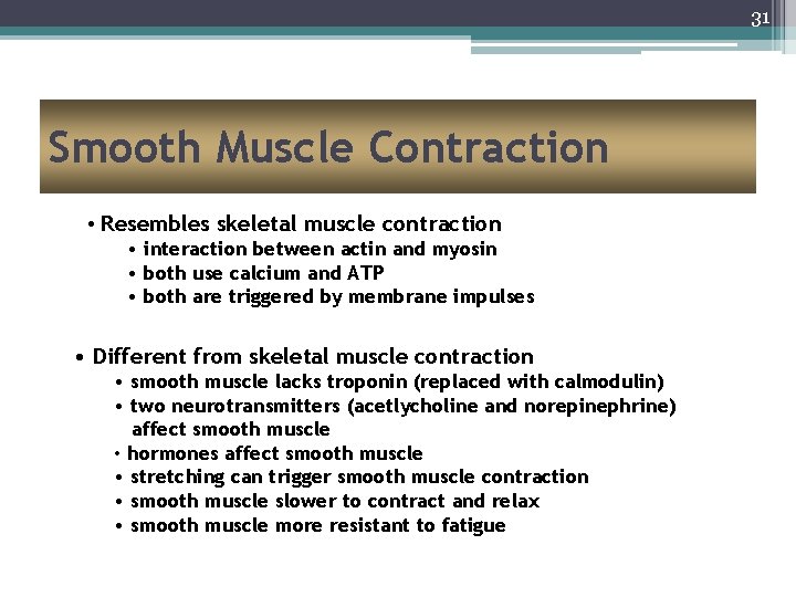 31 Smooth Muscle Contraction • Resembles skeletal muscle contraction • interaction between actin and