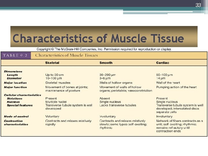 33 Characteristics of Muscle Tissue 