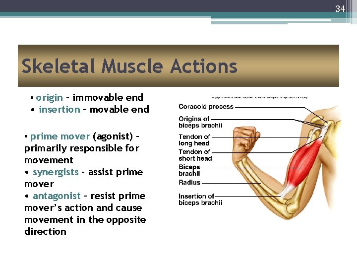 34 Skeletal Muscle Actions • origin – immovable end • insertion – movable end
