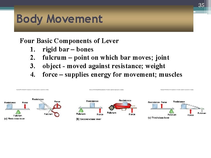 35 Body Movement Four Basic Components of Lever 1. rigid bar – bones 2.