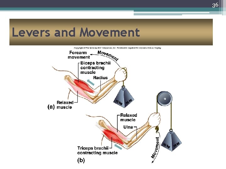 36 Levers and Movement 
