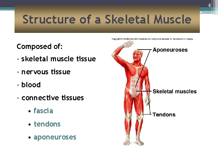 4 Structure of a Skeletal Muscle Composed of: - skeletal muscle tissue - nervous