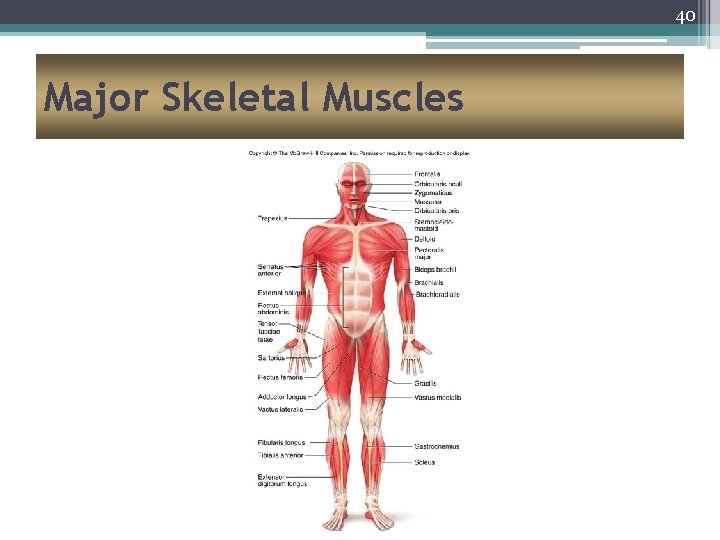 40 Major Skeletal Muscles 