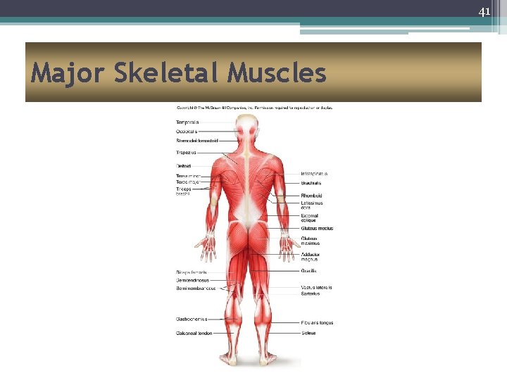 41 Major Skeletal Muscles 