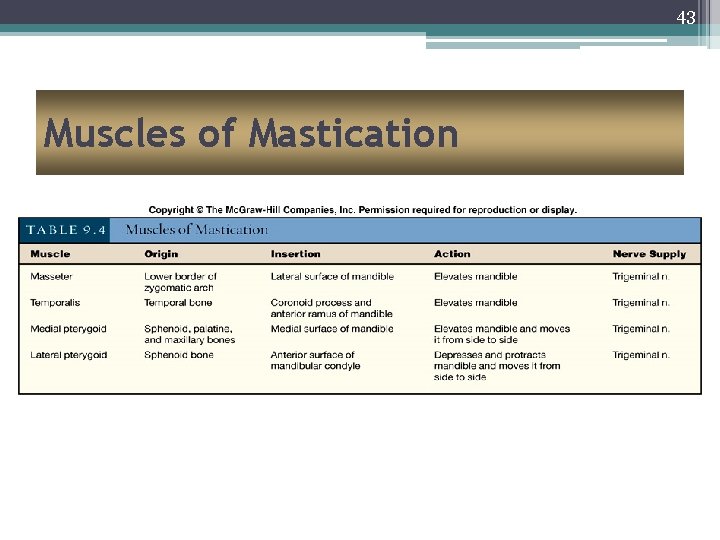 43 Muscles of Mastication 