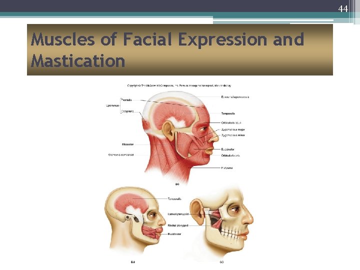 44 Muscles of Facial Expression and Mastication 