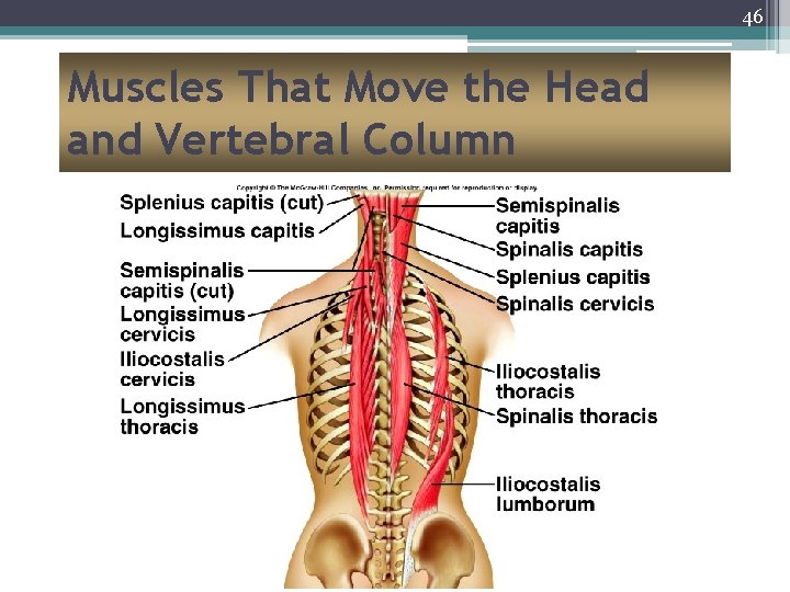 46 Muscles That Move the Head and Vertebral Column 