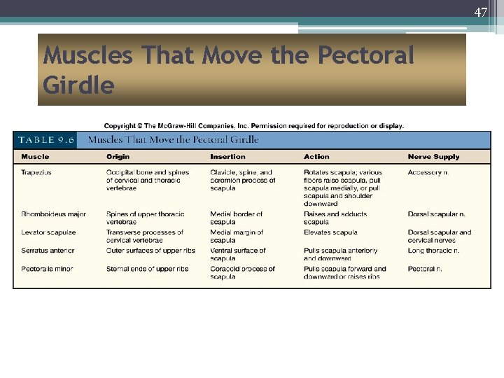 47 Muscles That Move the Pectoral Girdle 