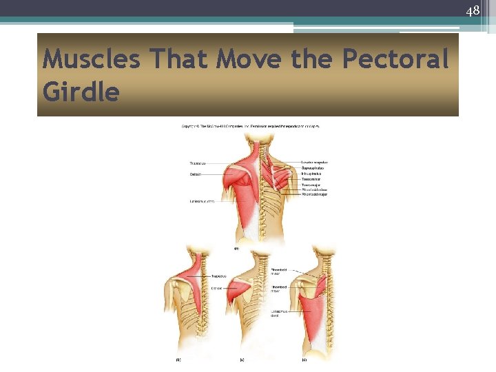 48 Muscles That Move the Pectoral Girdle 
