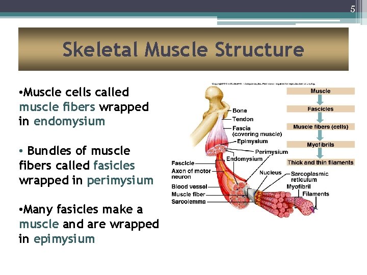 5 Skeletal Muscle Structure • Muscle cells called muscle fibers wrapped in endomysium •