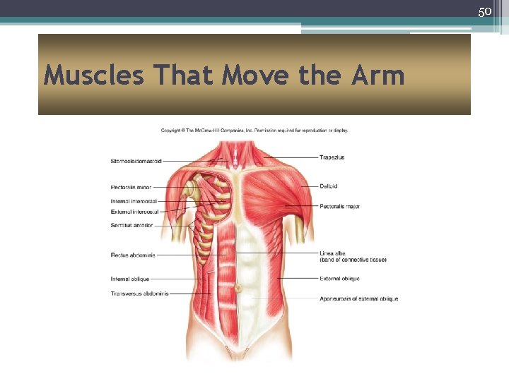 50 Muscles That Move the Arm 