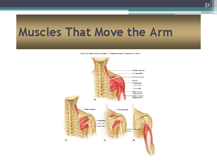 51 Muscles That Move the Arm 