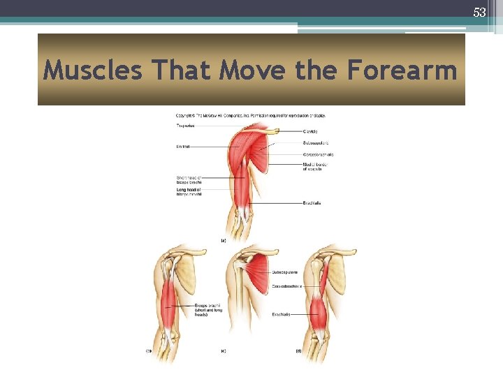 53 Muscles That Move the Forearm 