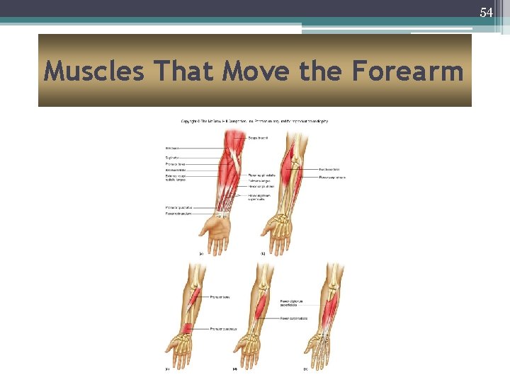 54 Muscles That Move the Forearm 