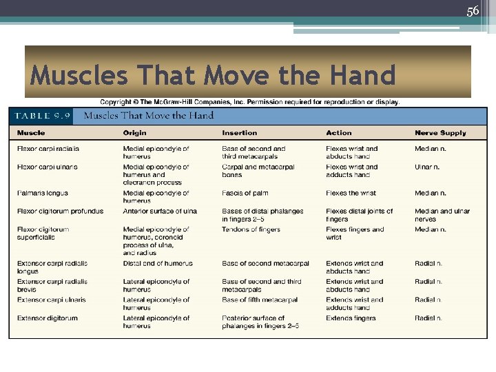 56 Muscles That Move the Hand 