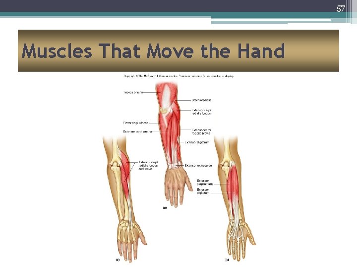 57 Muscles That Move the Hand 