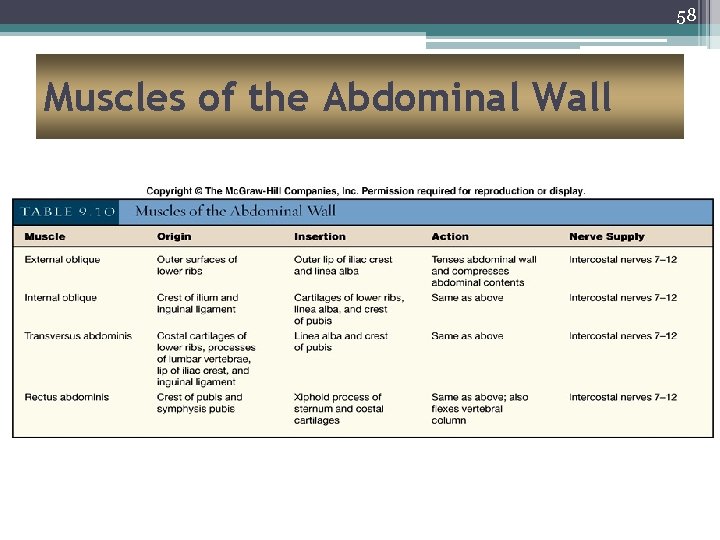 58 Muscles of the Abdominal Wall 