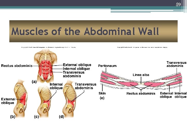 59 Muscles of the Abdominal Wall 