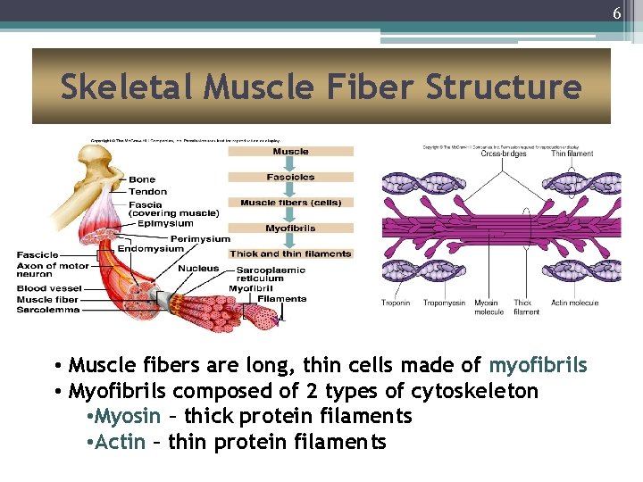 6 Skeletal Muscle Fiber Structure • Muscle fibers are long, thin cells made of