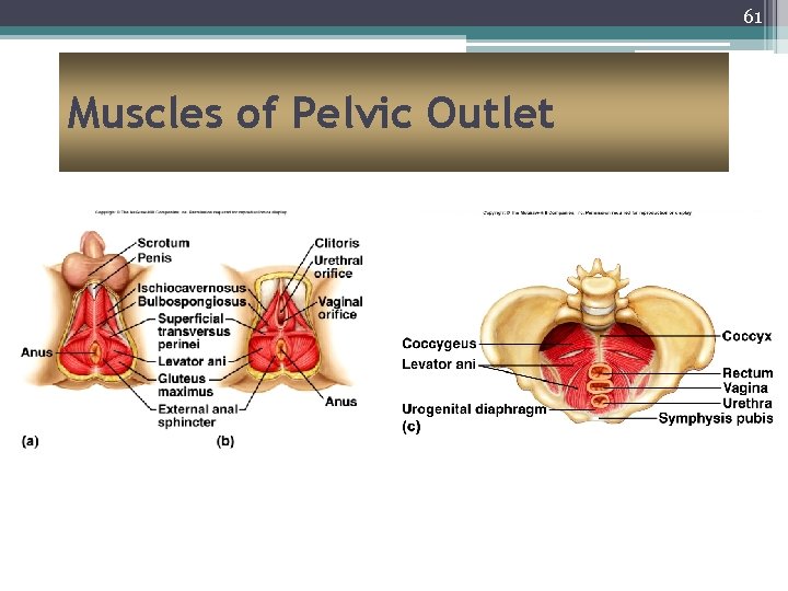 61 Muscles of Pelvic Outlet 
