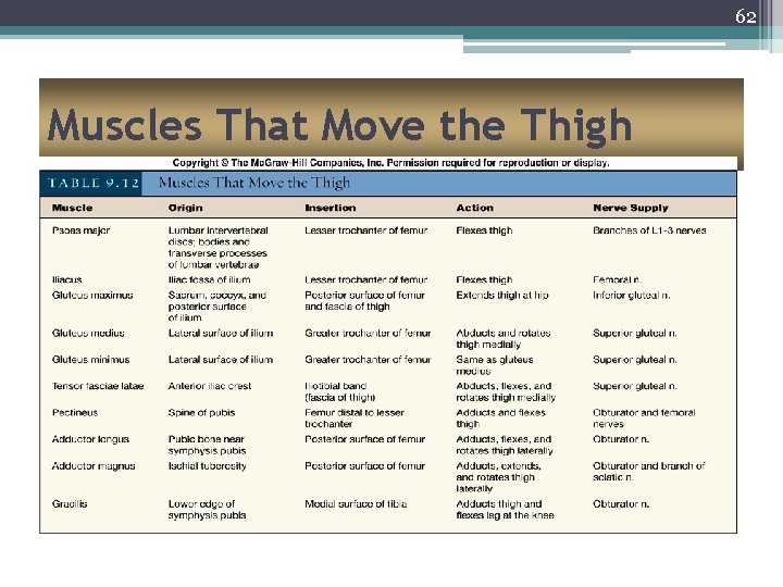 62 Muscles That Move the Thigh 