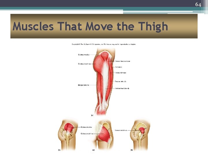 64 Muscles That Move the Thigh 