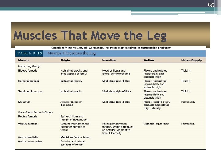 65 Muscles That Move the Leg 