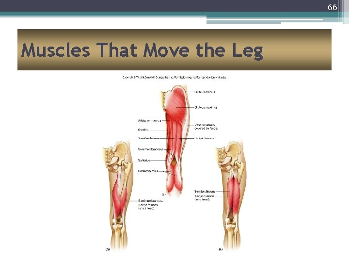 66 Muscles That Move the Leg 