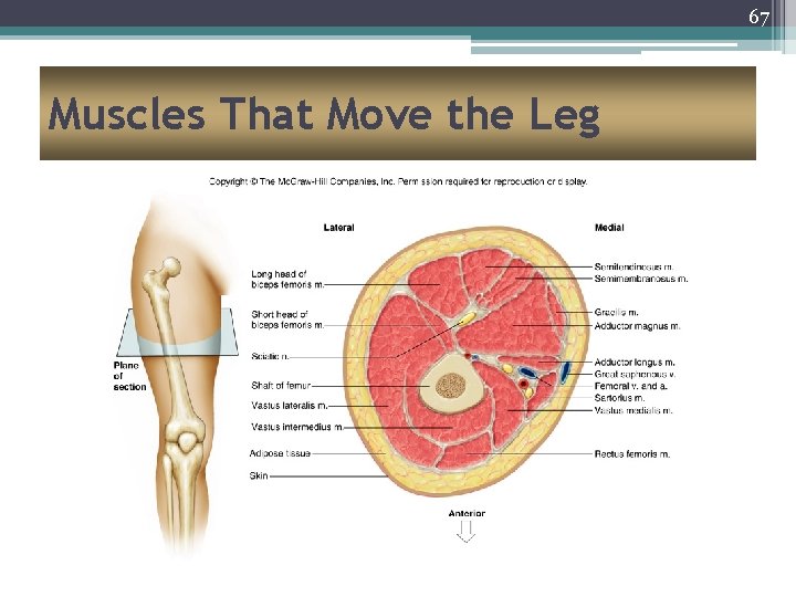 67 Muscles That Move the Leg 