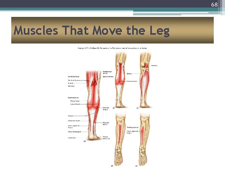68 Muscles That Move the Leg 
