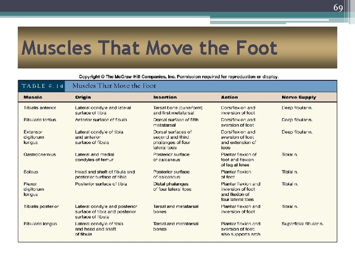 69 Muscles That Move the Foot 