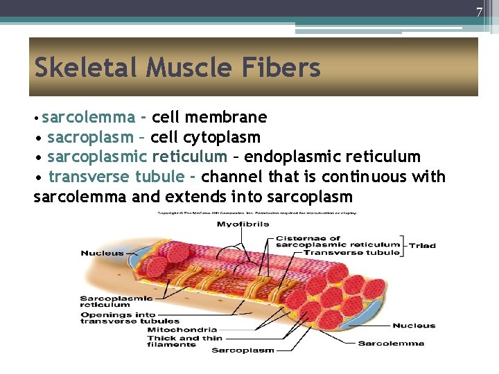 7 Skeletal Muscle Fibers • sarcolemma - cell membrane • sacroplasm – cell cytoplasm