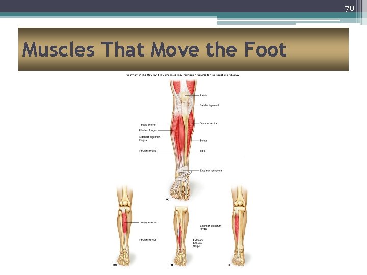 70 Muscles That Move the Foot 