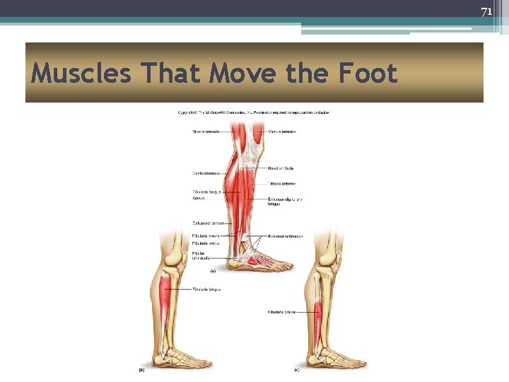 71 Muscles That Move the Foot 