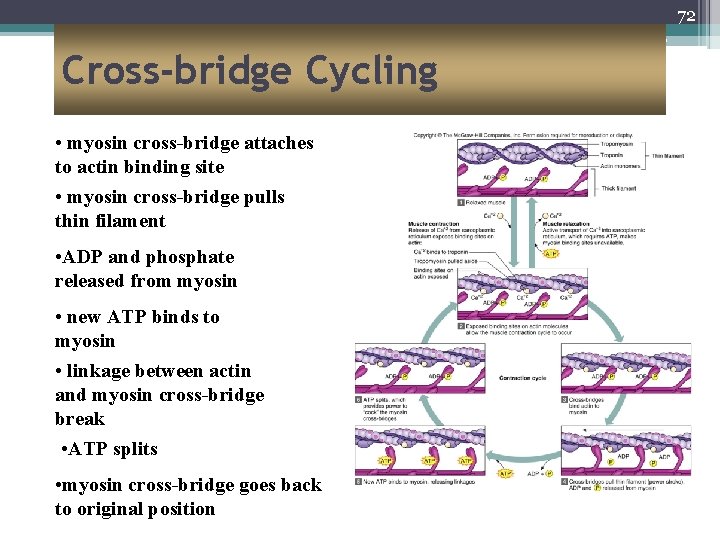 72 Cross-bridge Cycling • myosin cross-bridge attaches to actin binding site • myosin cross-bridge