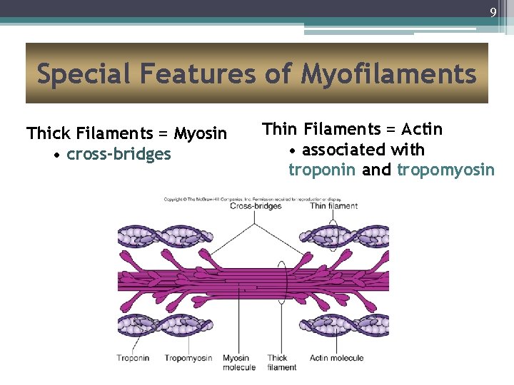 9 Special Features of Myofilaments Thick Filaments = Myosin • cross-bridges Thin Filaments =