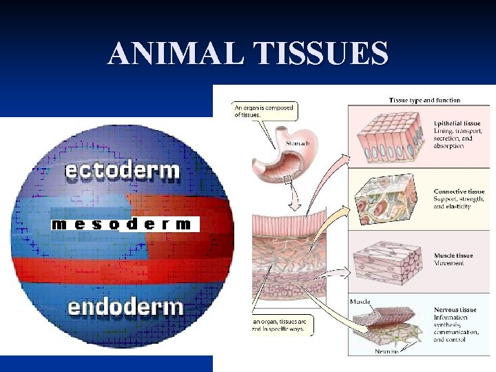 ANIMAL TISSUES 