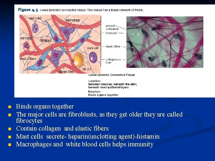 n n n Binds organs together The major cells are fibroblasts, as they get