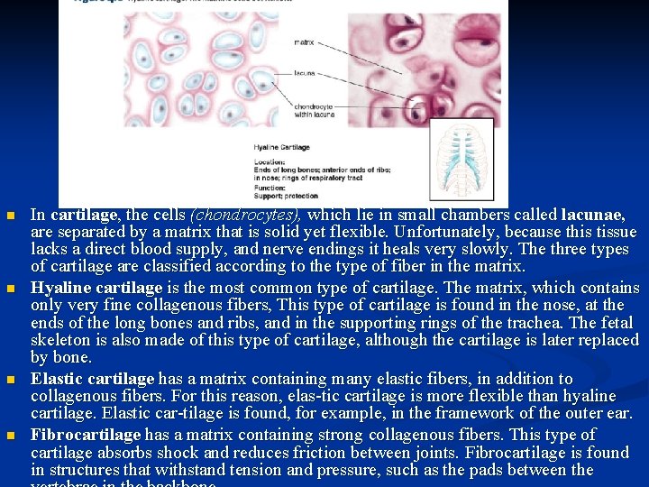 n n In cartilage, the cells (chondrocytes), which lie in small chambers called lacunae,